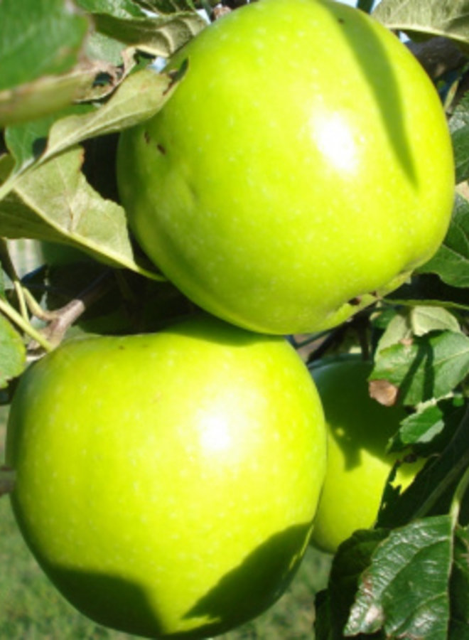 Appelboom | Malus domestica Lombarts Calville