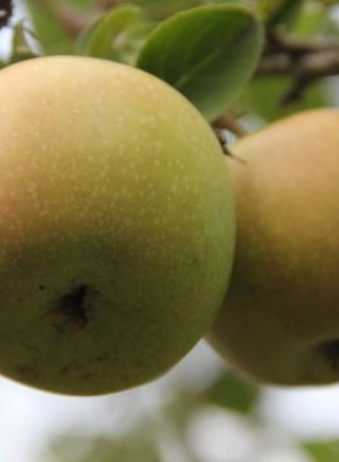 Appelboom | Malus domestica Luntersche Pippeling