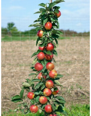 Appelboom | Malus domestica McIntosh