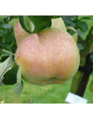 Appelboom | Malus domestica Ontarioappel