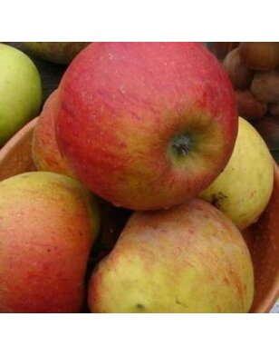 Appelboom | Malus domestica Pilot