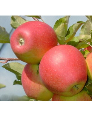 Appelboom | Malus domestica Pinova