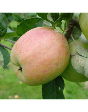 Appelboom | Malus domestica Princesse Noble