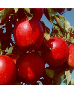 Appelboom | Malus domestica Rajka