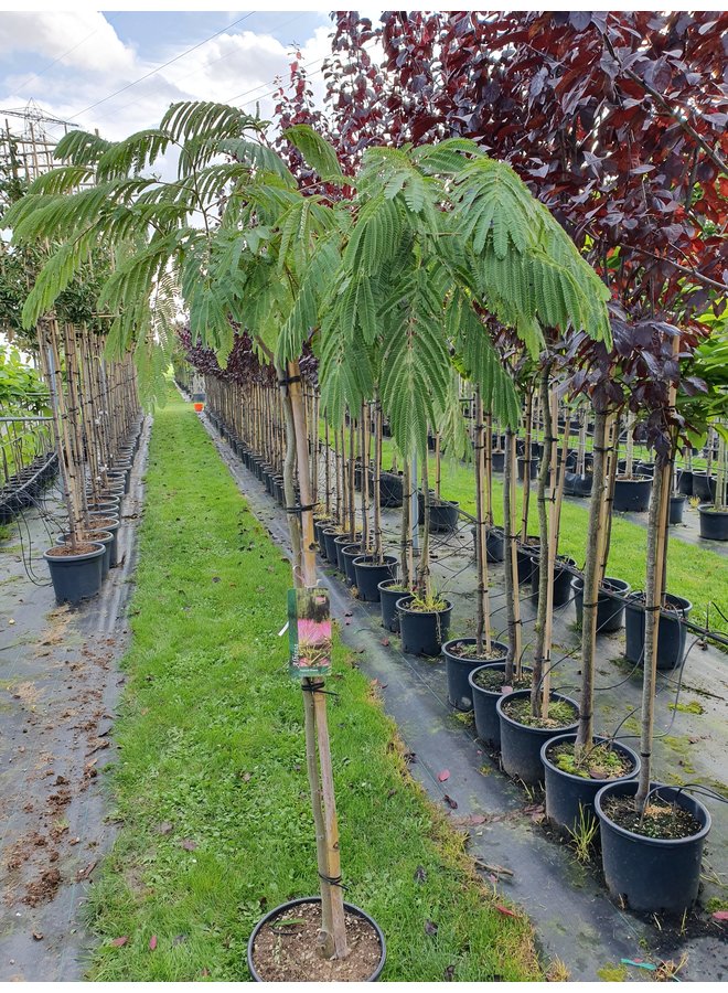 Perzische slaapboom | Albizia jul. Tropical Dream
