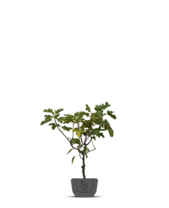 Vijgenboom | Ficus Carica