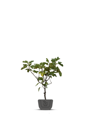 Vijgenboom | Ficus Carica