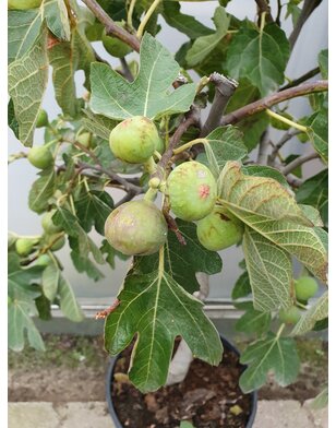 Vijgenboom | Ficus Carica