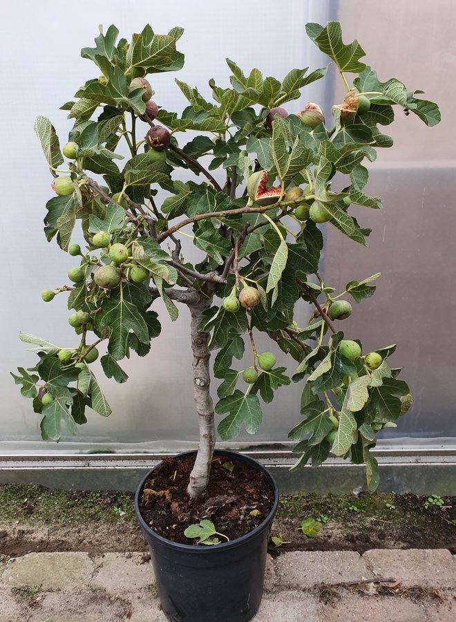 Vijgenboom | Ficus Carica