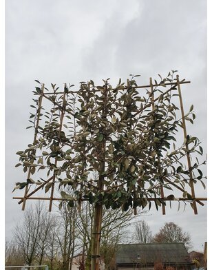 Olijfwilg leiboom | Elaeagnus ebbingei