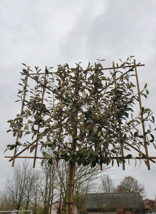 Olijfwilg als groenblijvende leiboom | Elaeagnus ebbingei