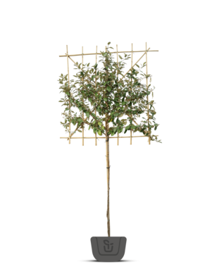 Olijfwilg leiboom | Elaeagnus ebbingei