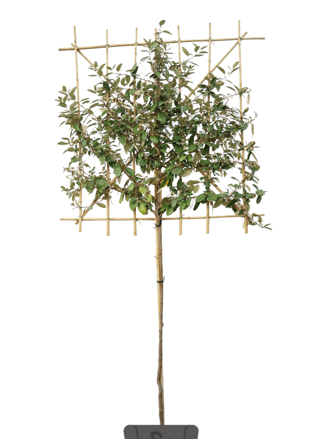 Olijfwilg als groenblijvende leiboom | Elaeagnus ebbingei