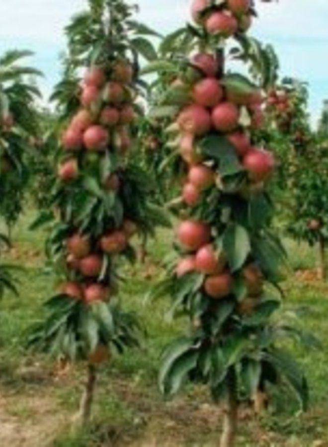 Appelboom | Malus domestica Red Love