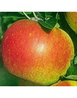 Appelboom | Malus domestica Roda Mantet