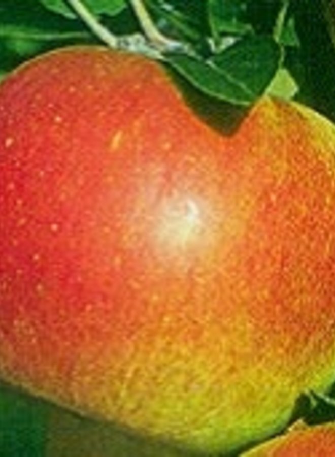 Appelboom | Malus domestica Roda Mantet