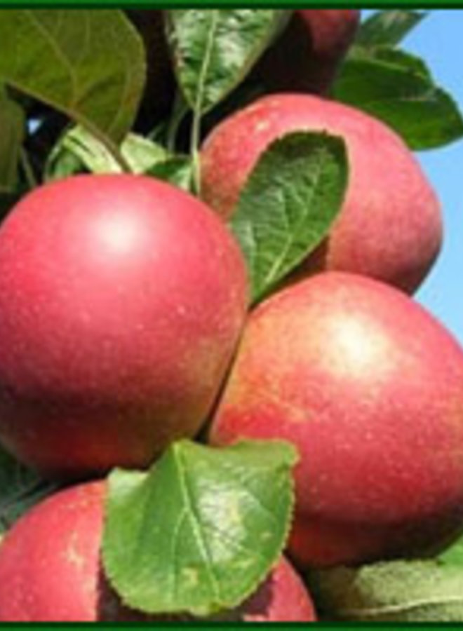Appelboom | Malus domestica Rode Boskoop