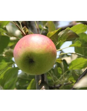 Appelboom | Malus domestica Rode Dijkmanszoet
