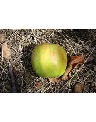 Appelboom | Malus domestica Rode Gravensteiner