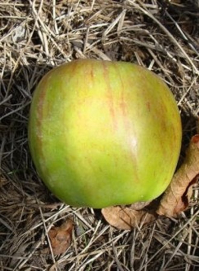 Appelboom | Malus domestica Rode Gravensteiner