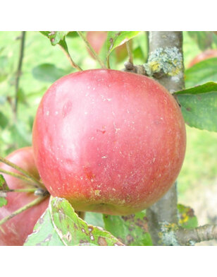 Appelboom | Malus domestica Rode Jonathan