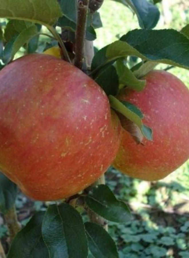Appelboom | Malus domestica Rosanna