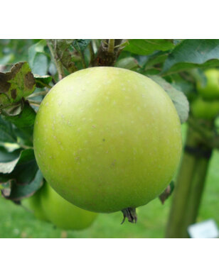 Appelboom | Malus domestica Roter Ananas