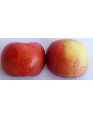 Appelboom | Malus domestica Roter Berlepsch