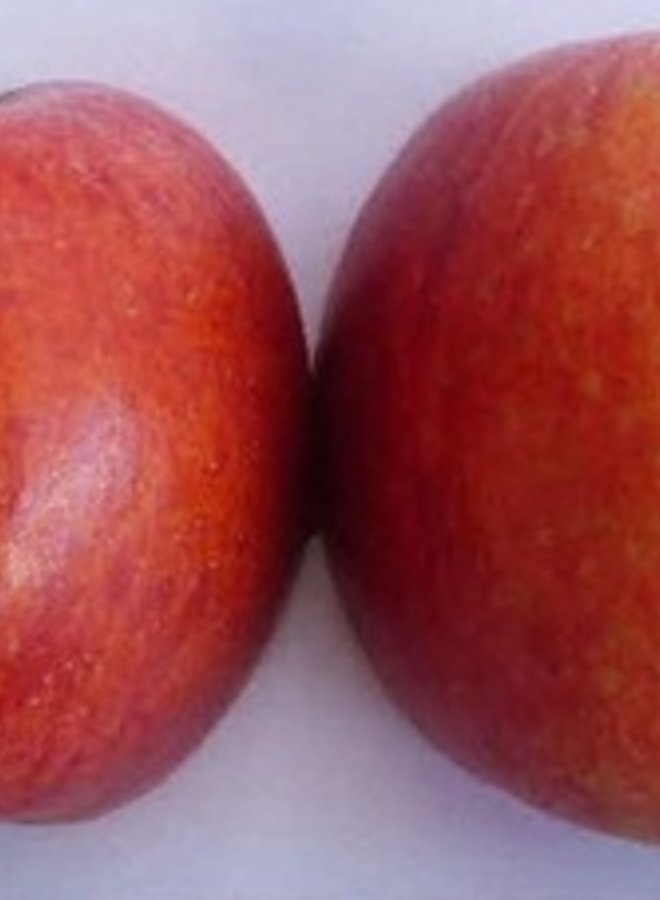 Appelboom | Malus domestica Roter Berlepsch