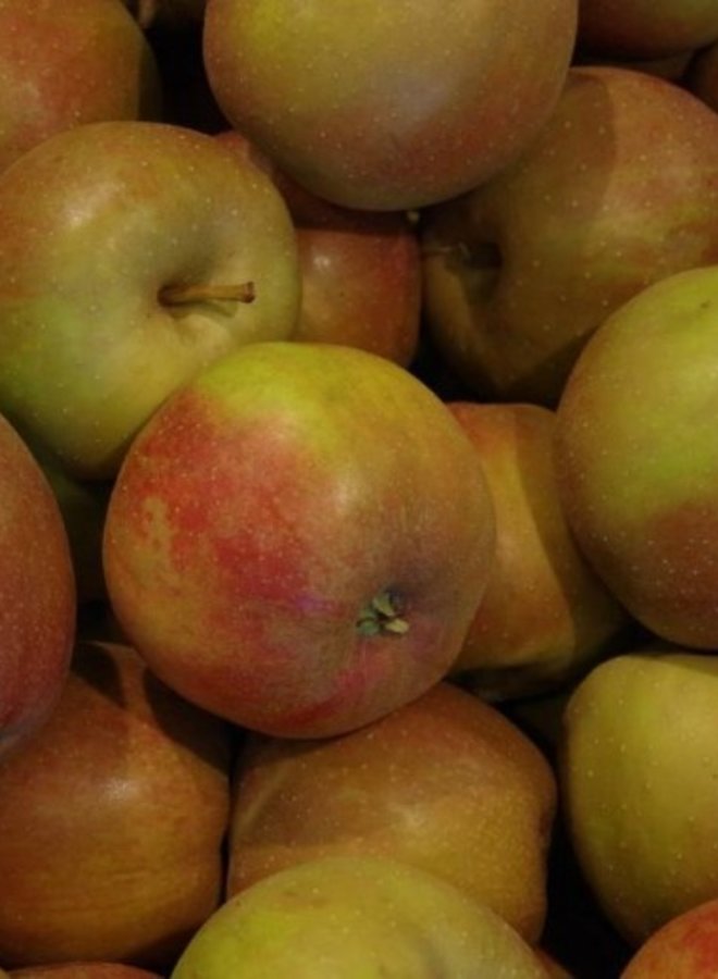 Appelboom | Malus domestica Schone van Boskoop