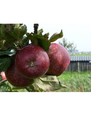 Appelboom | Malus domestica Spartan
