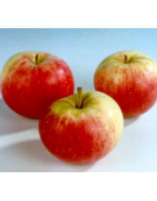 Appelboom | Malus domestica Stark's Earliest