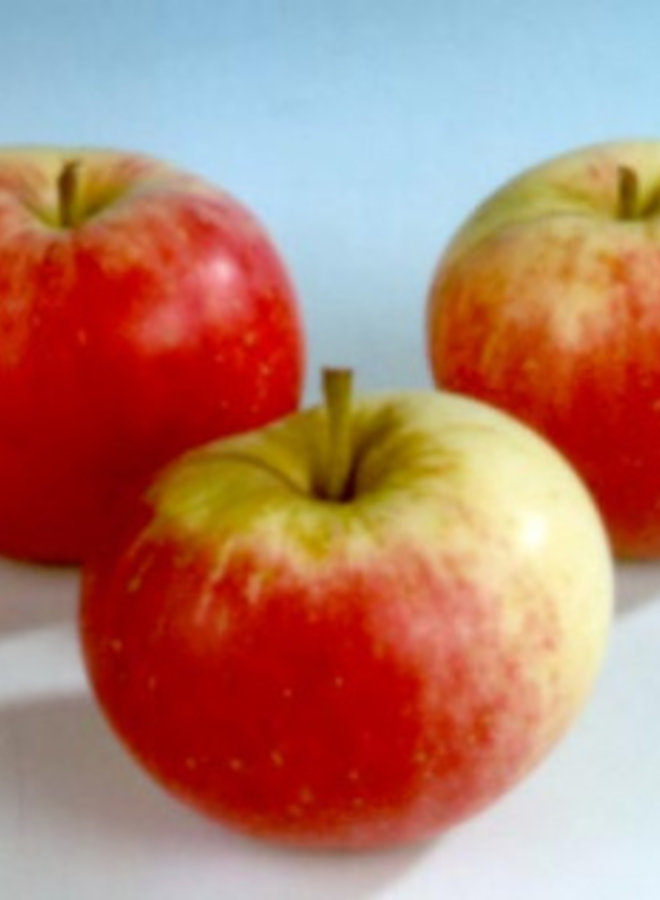 Appelboom | Malus domestica Stark's Earliest