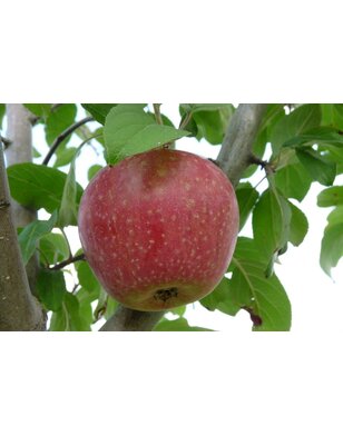 Appelboom | Malus domestica Sterappel