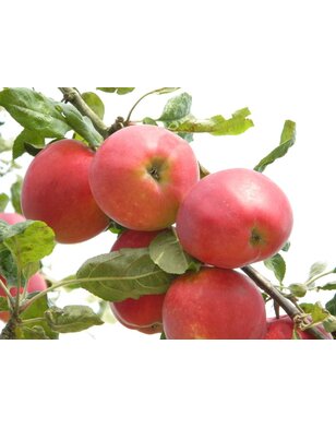 Appelboom | Malus domestica Summerred