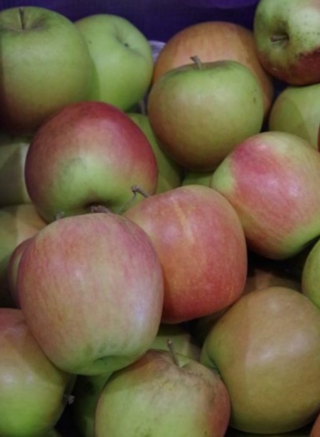 Appelboom | Malus domestica Sweet Caroline