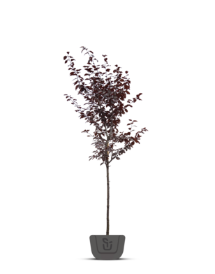 Daksierpruim | Prunus cerasifera Nigra