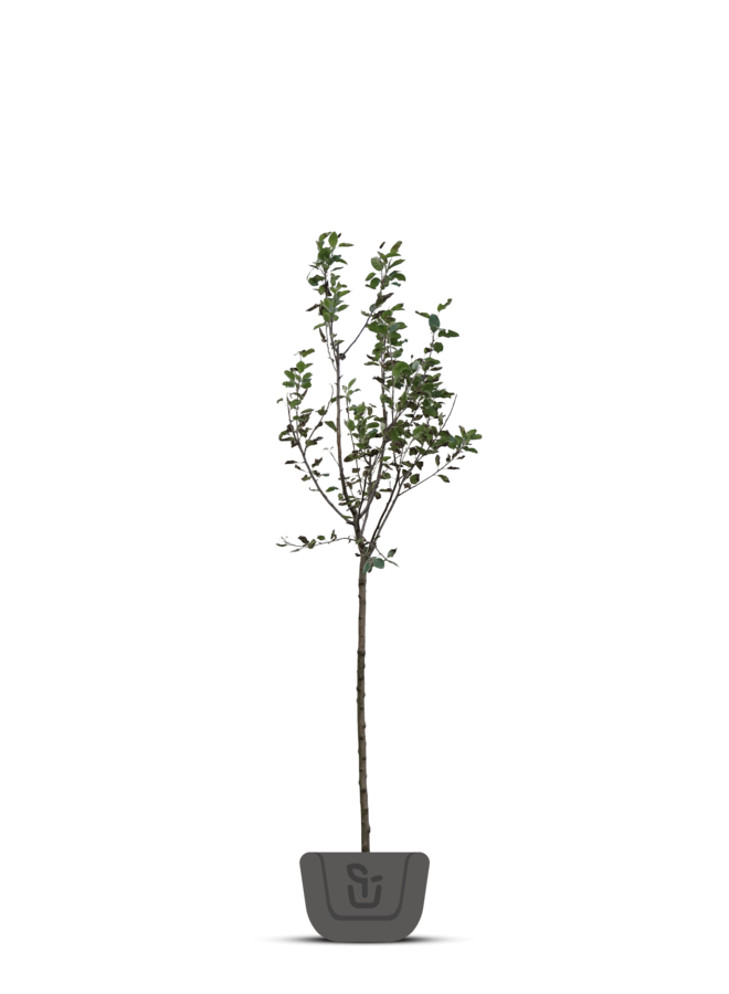 Appelboom | Malus domestica Rosanna