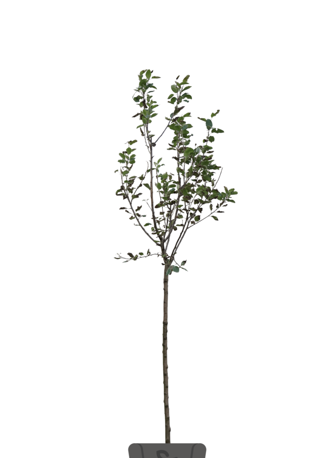 Appelboom | Malus domestica Golden Delicious