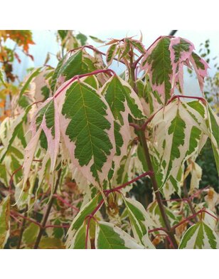 Bonte vederesdoorn | Acer negundo 'Flamingo'