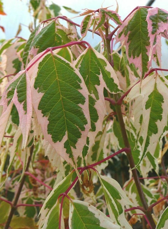 Bonte vederesdoorn | Acer negundo 'Flamingo'