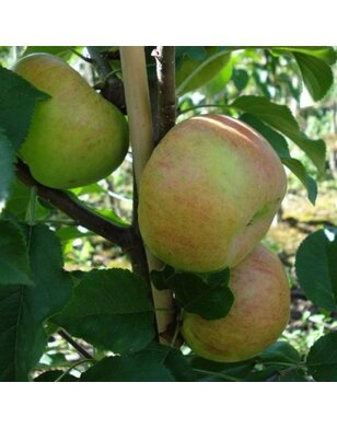 Appelboom | Malus domestica Topaz