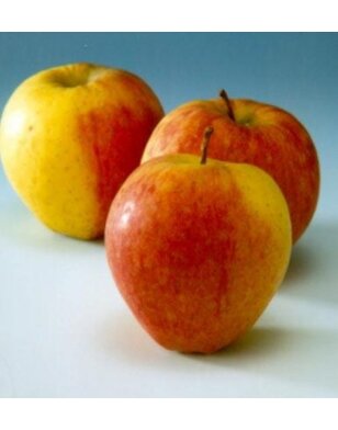 Appelboom | Malus domestica Tydeman's Early