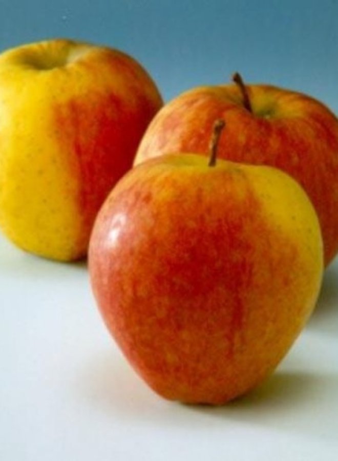 Appelboom | Malus domestica Tydeman's Early