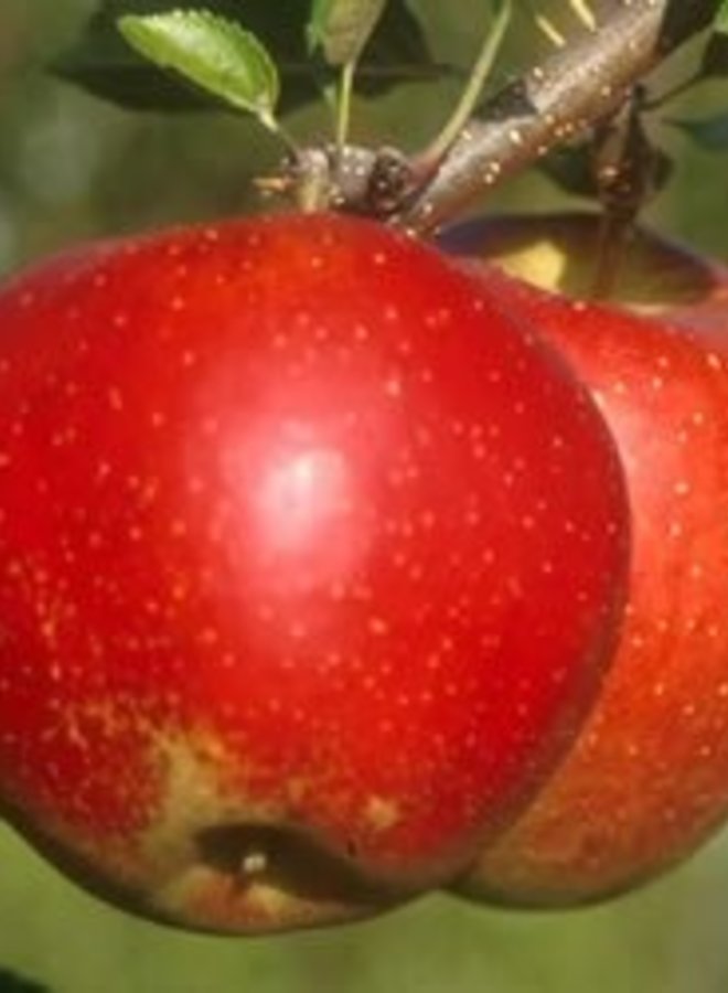 Appelboom | Malus domestica Wellant