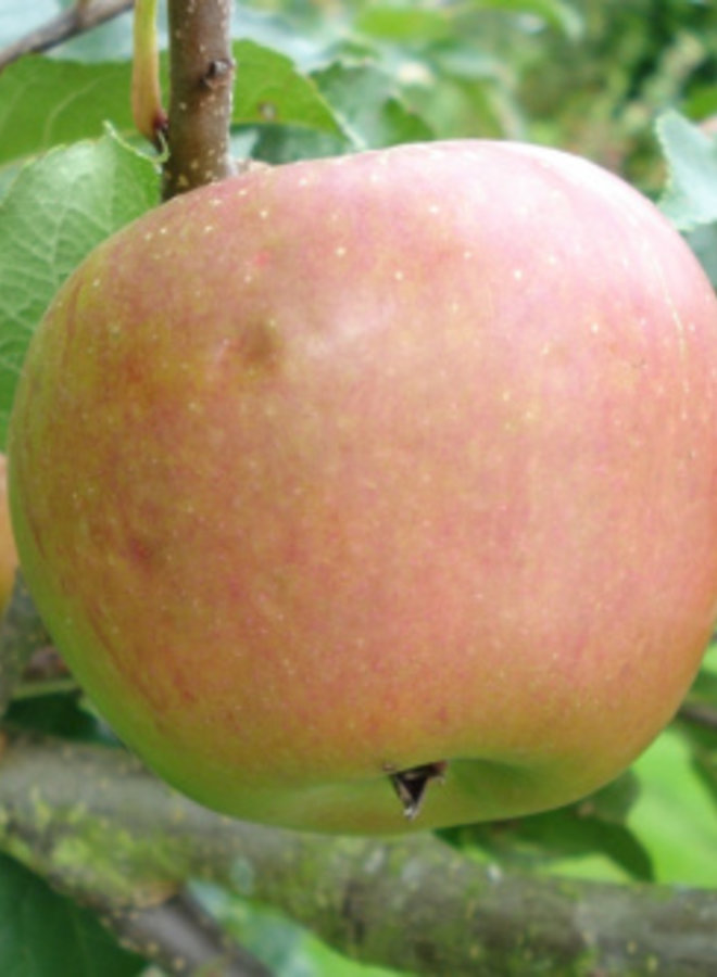 Appelboom | Malus domestica Winston