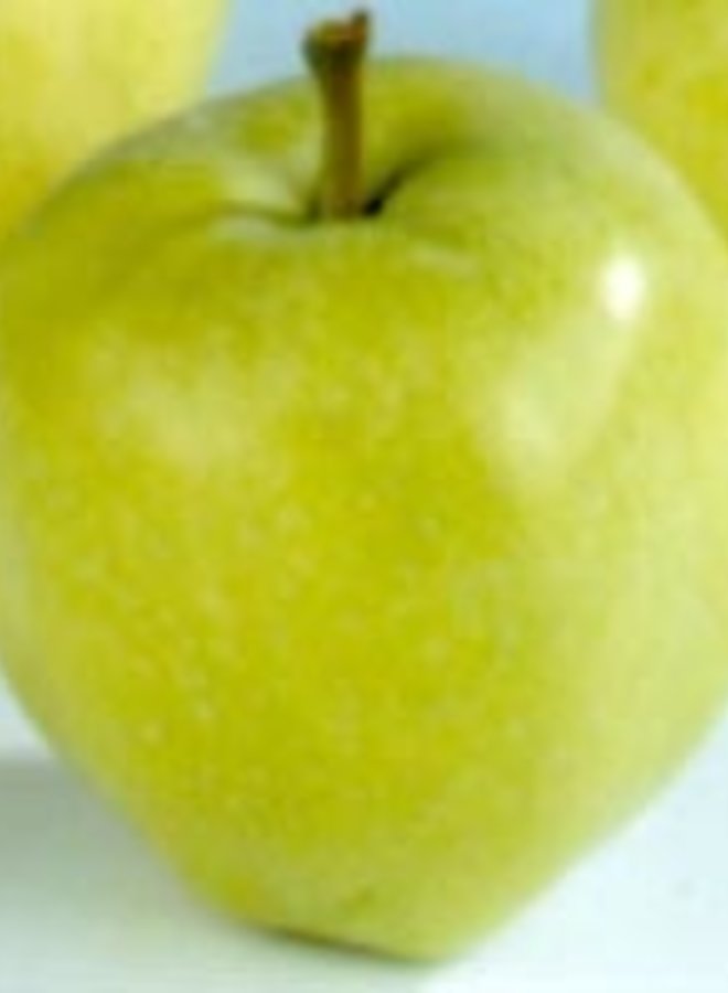 Appelboom | Malus domestica Yellow Transparent