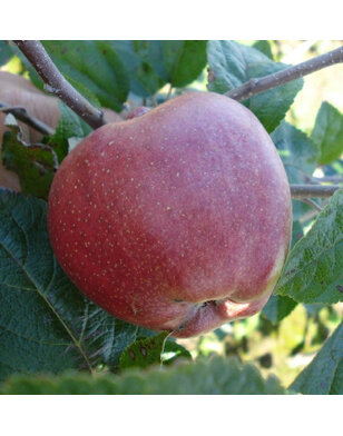 Appelboom | Malus domestica Zoete Ermgaard
