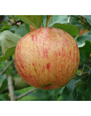 Appelboom | Malus domestica Zoete Kroon