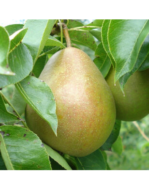 Perenboom |  Pyrus communis Avezaath Kapel